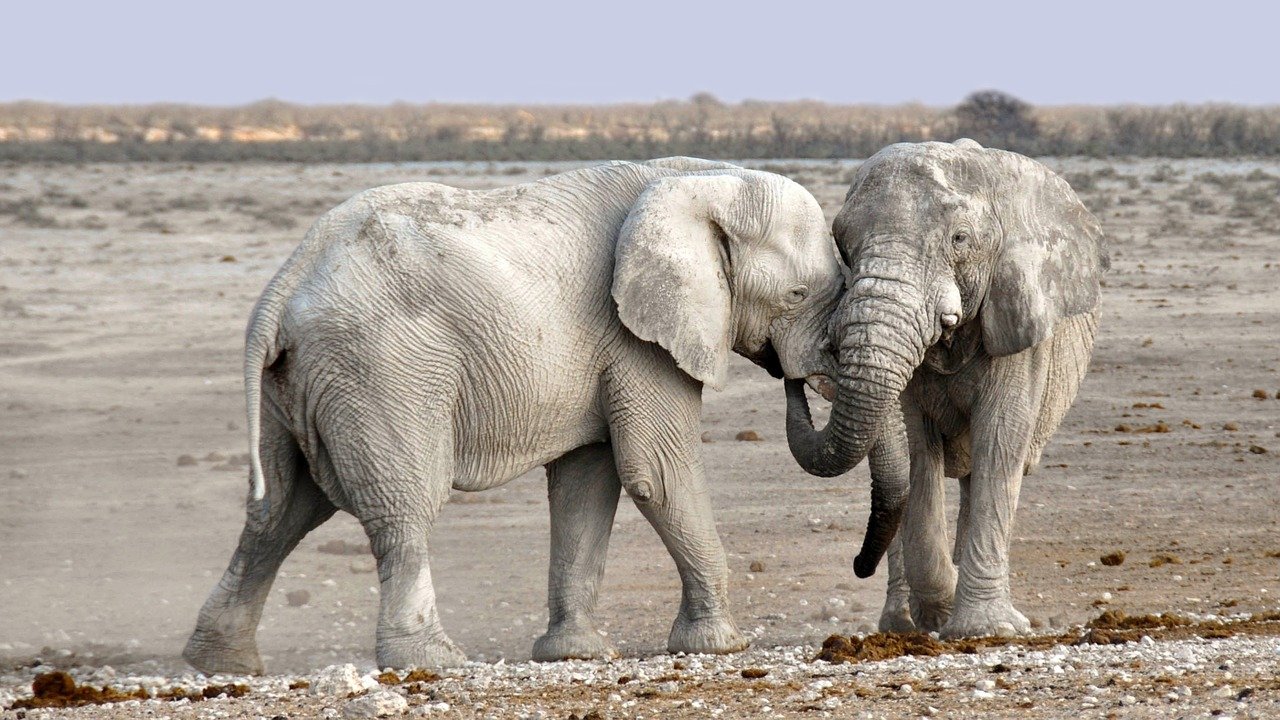 Wüstenelefanten im Flußbett in Namibia (c) namibia2011.11-300mm